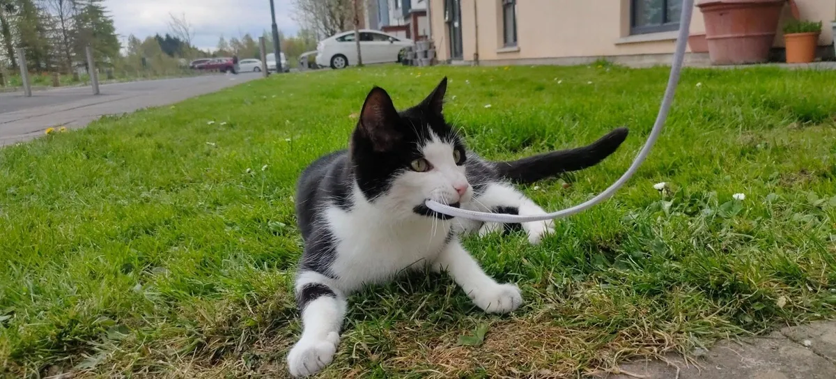 Adult Cats - Image 2