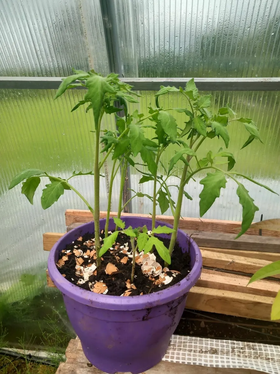 Plants - Image 1