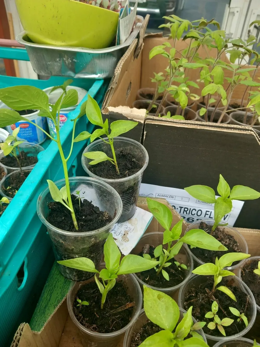 Plants - Image 2