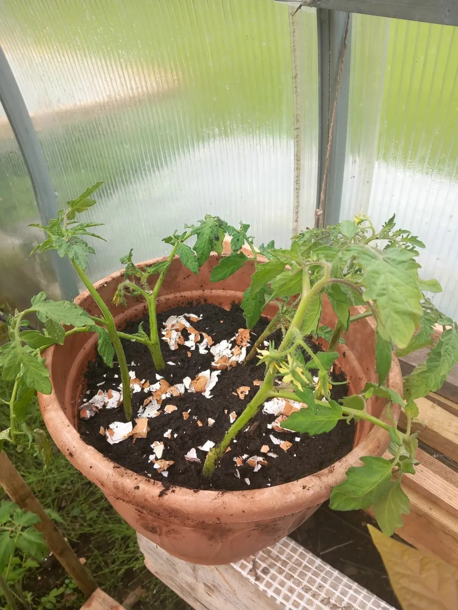 Plants - Image 3