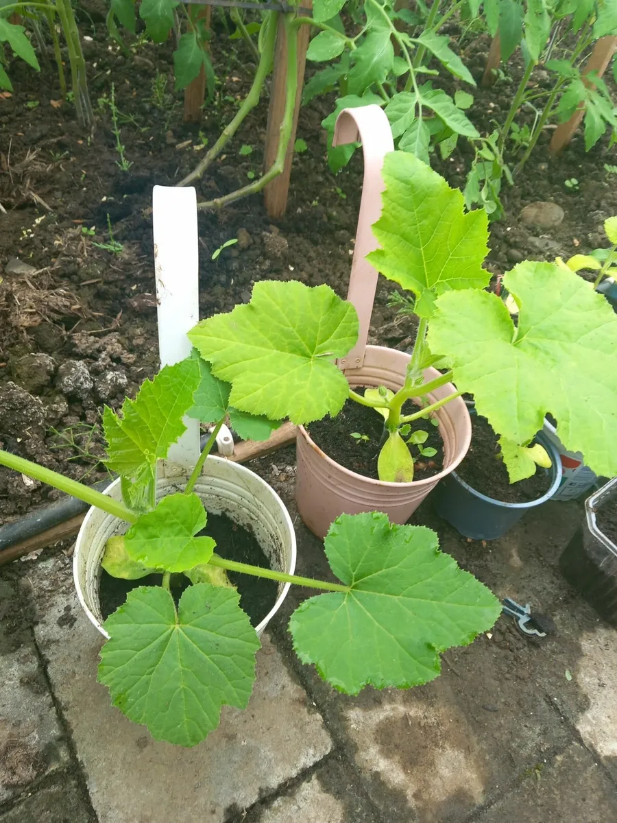 Plants - Image 4