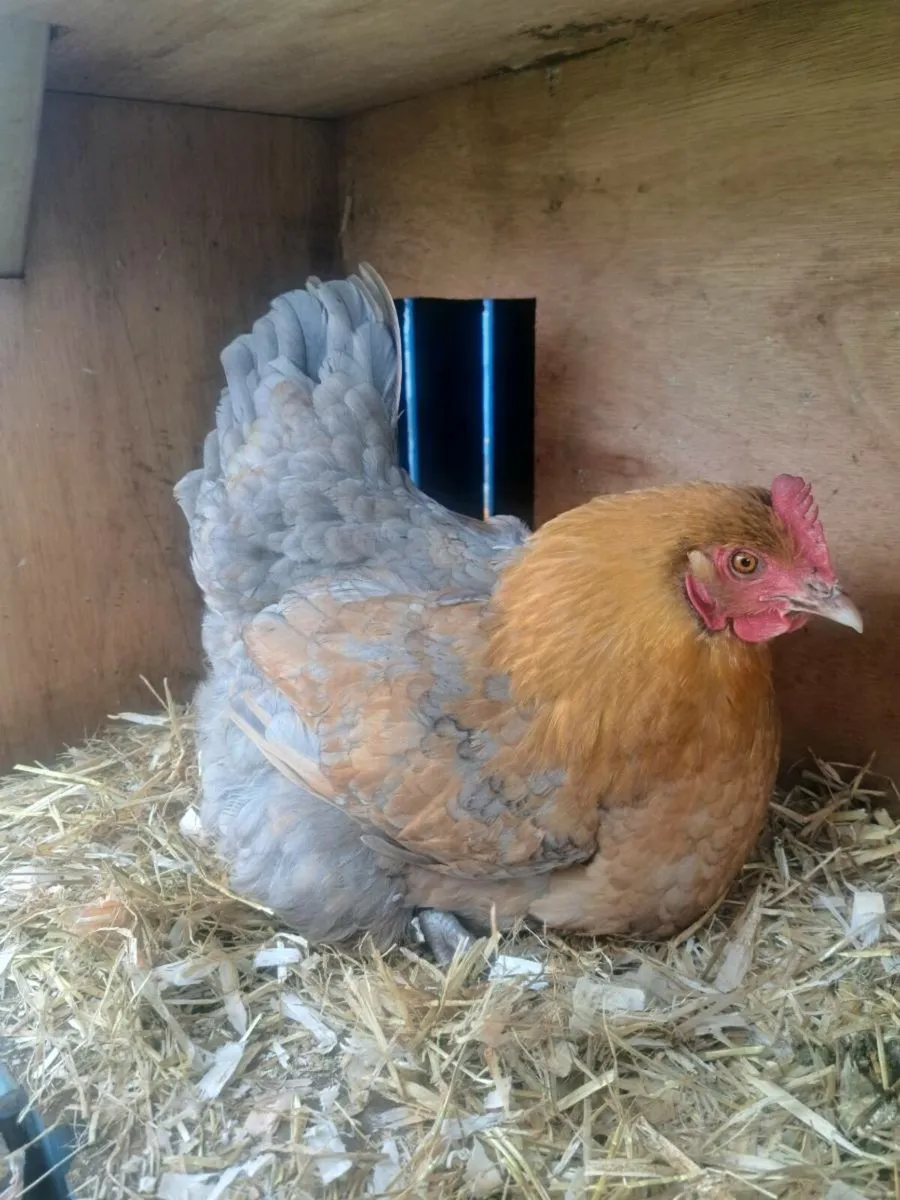 Clocking Hen - Image 1