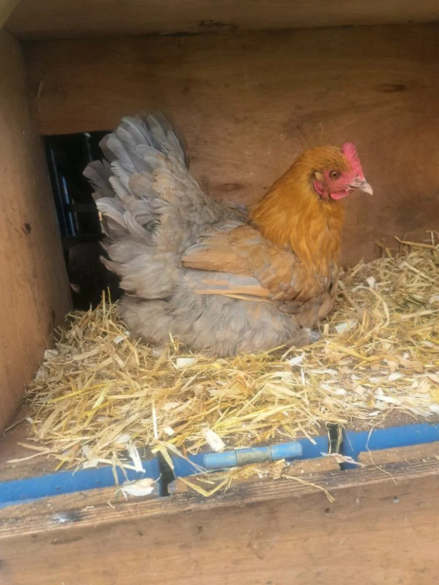 Clocking Hen - Image 2