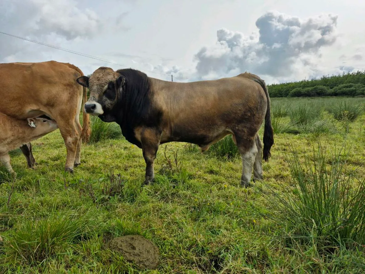 PB AUBRAC BULL - Image 2