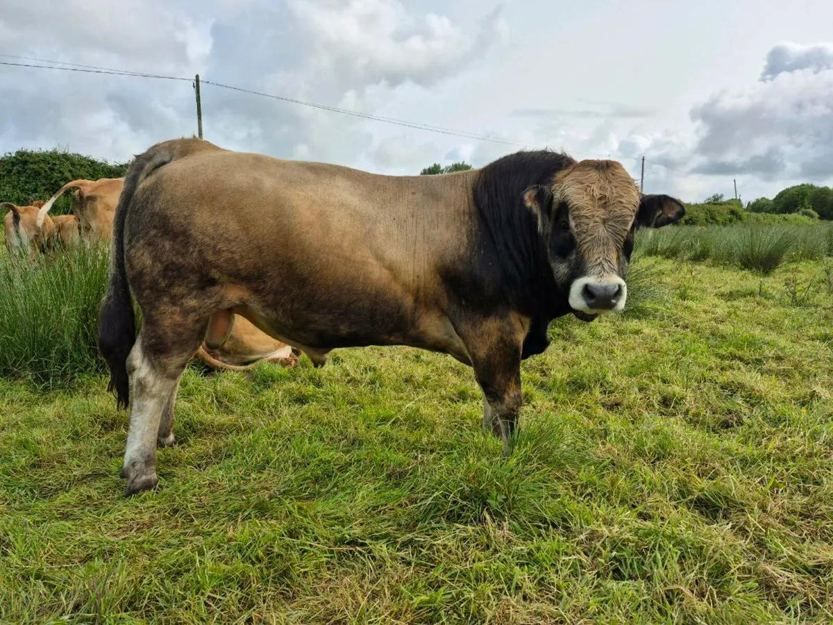 PB AUBRAC BULL - Image 1