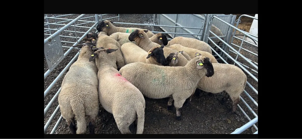 Sheep