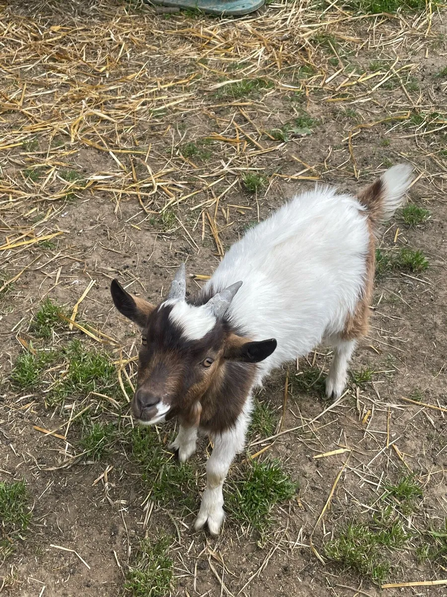 2 male twin goats - Image 1