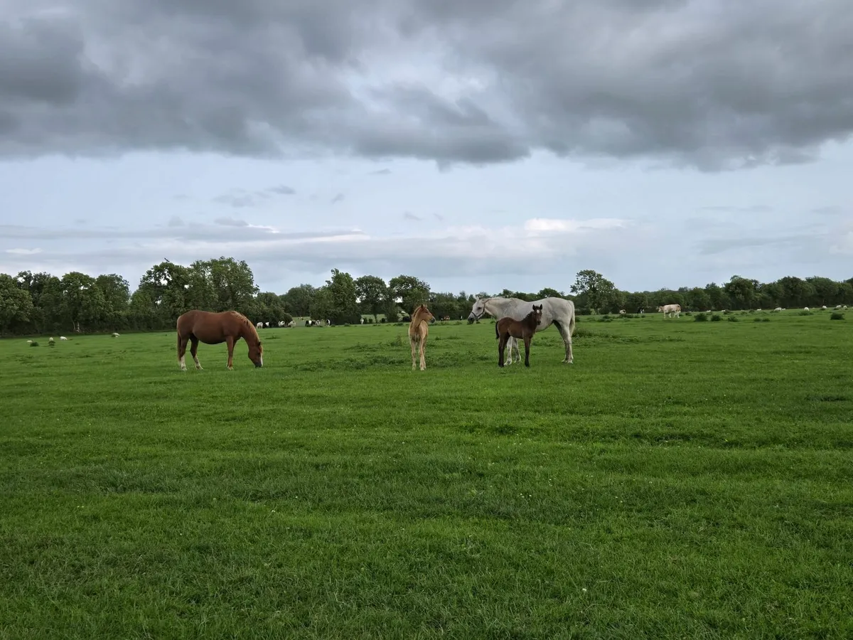 Grass livery in kells - Image 1