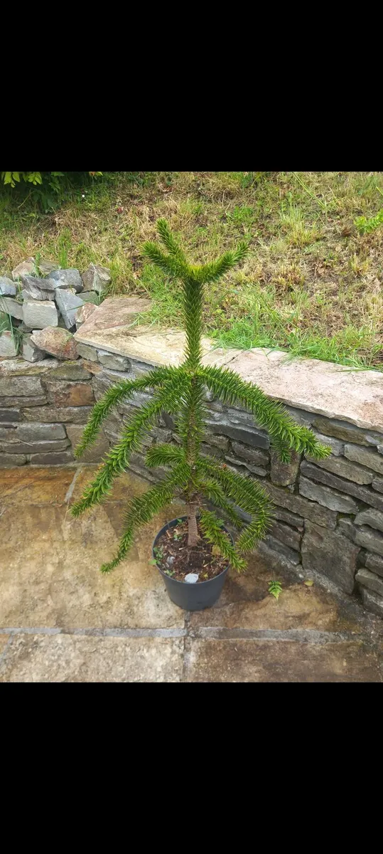 Monkey puzzle tree - Image 1