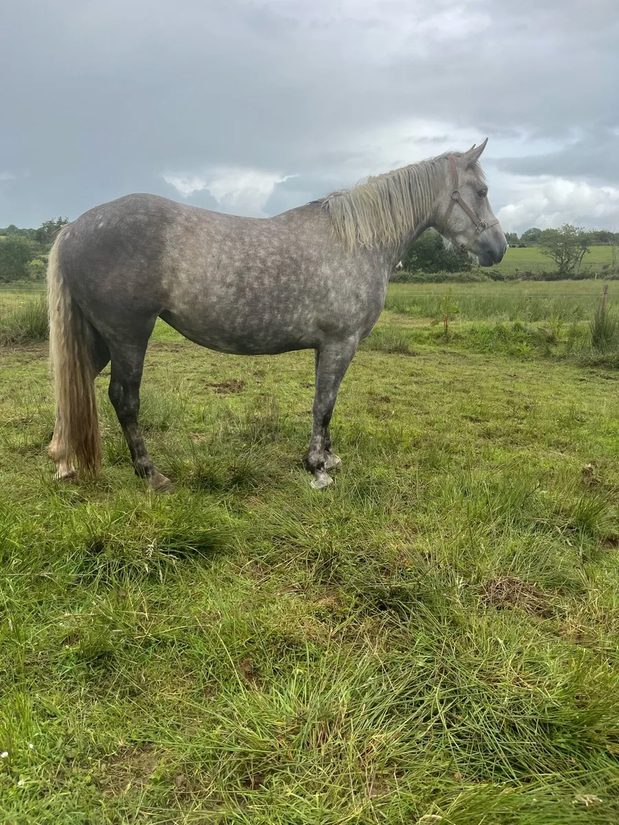 3 year old rid filly - Image 1