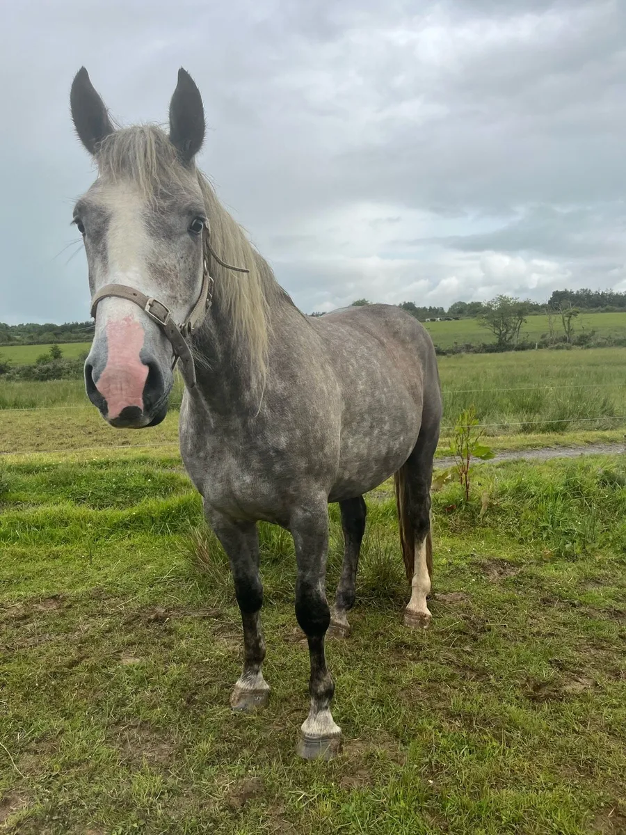 3 year old rid filly - Image 2
