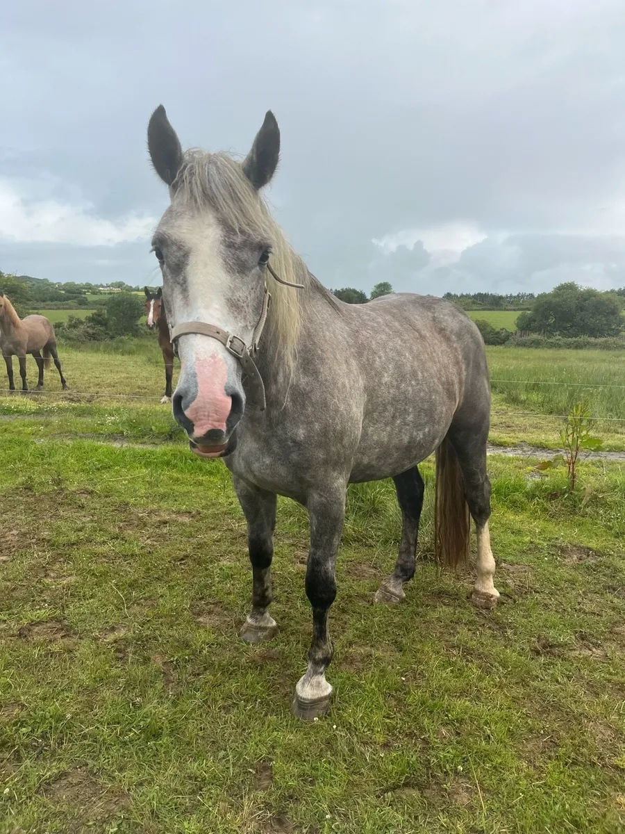 3 year old rid filly - Image 3