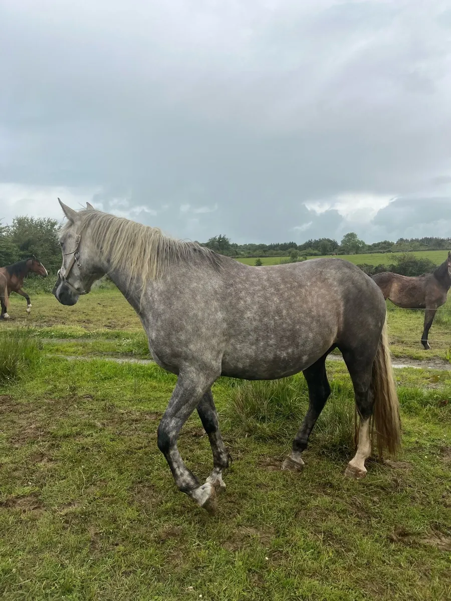 3 year old rid filly - Image 4