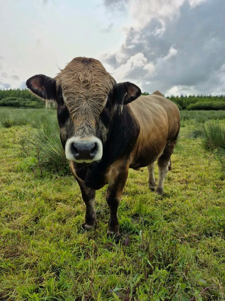 PB AUBRAC BULL - Image 4