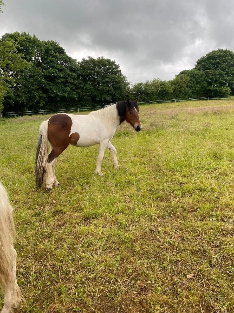 2 filly’s - Image 1