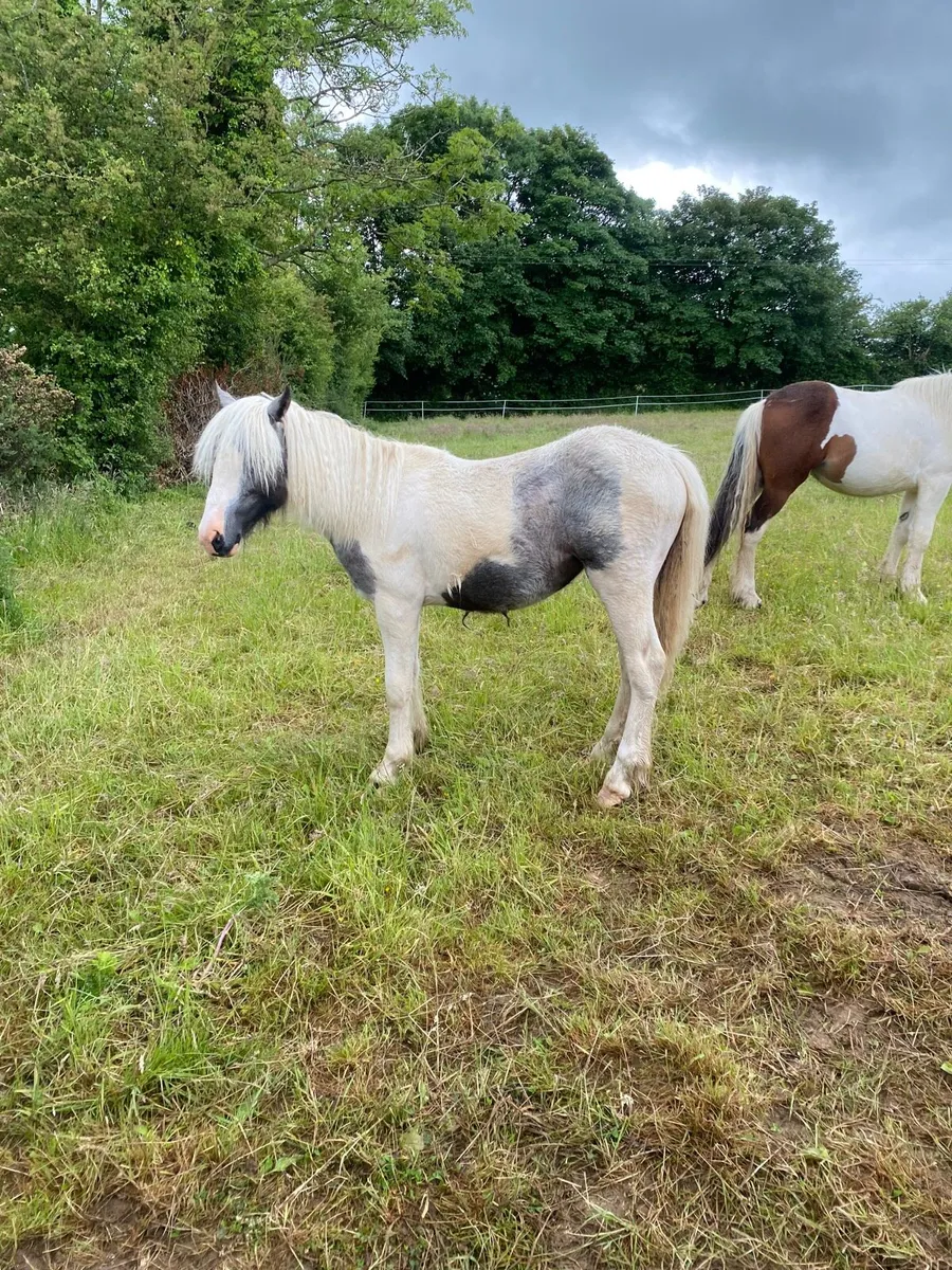 2 filly’s - Image 2