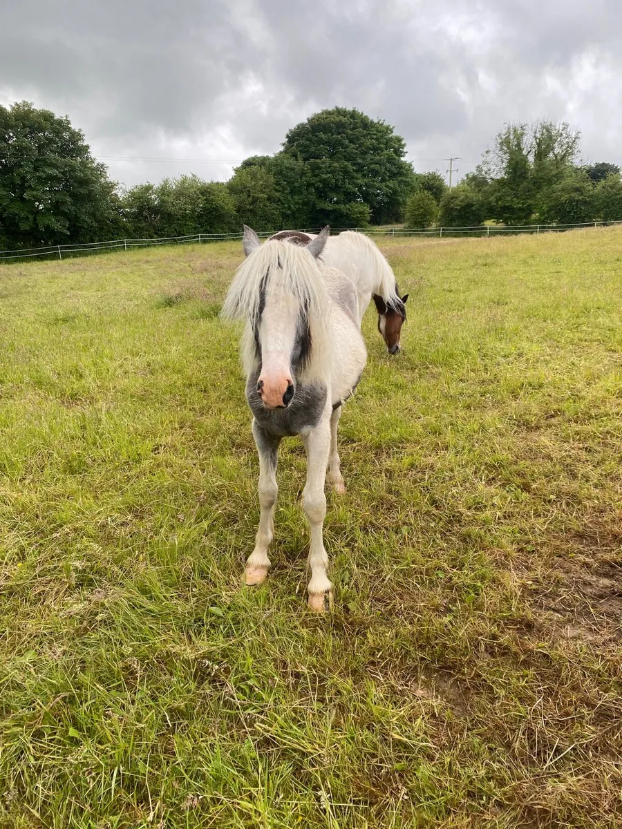 2 filly’s - Image 3