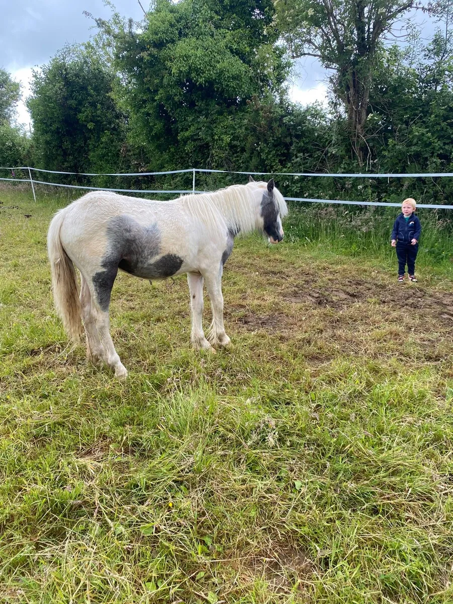 2 filly’s - Image 4