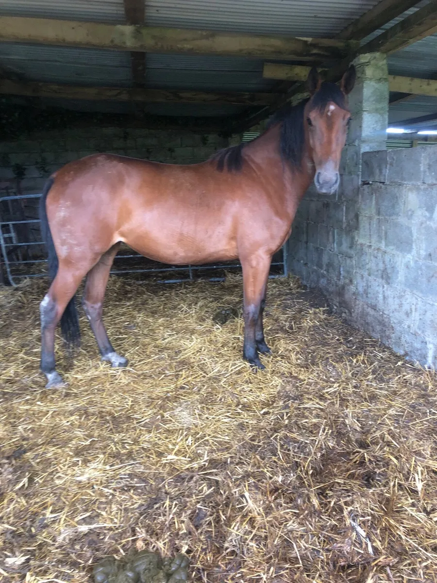 3 year old Filly - Image 1