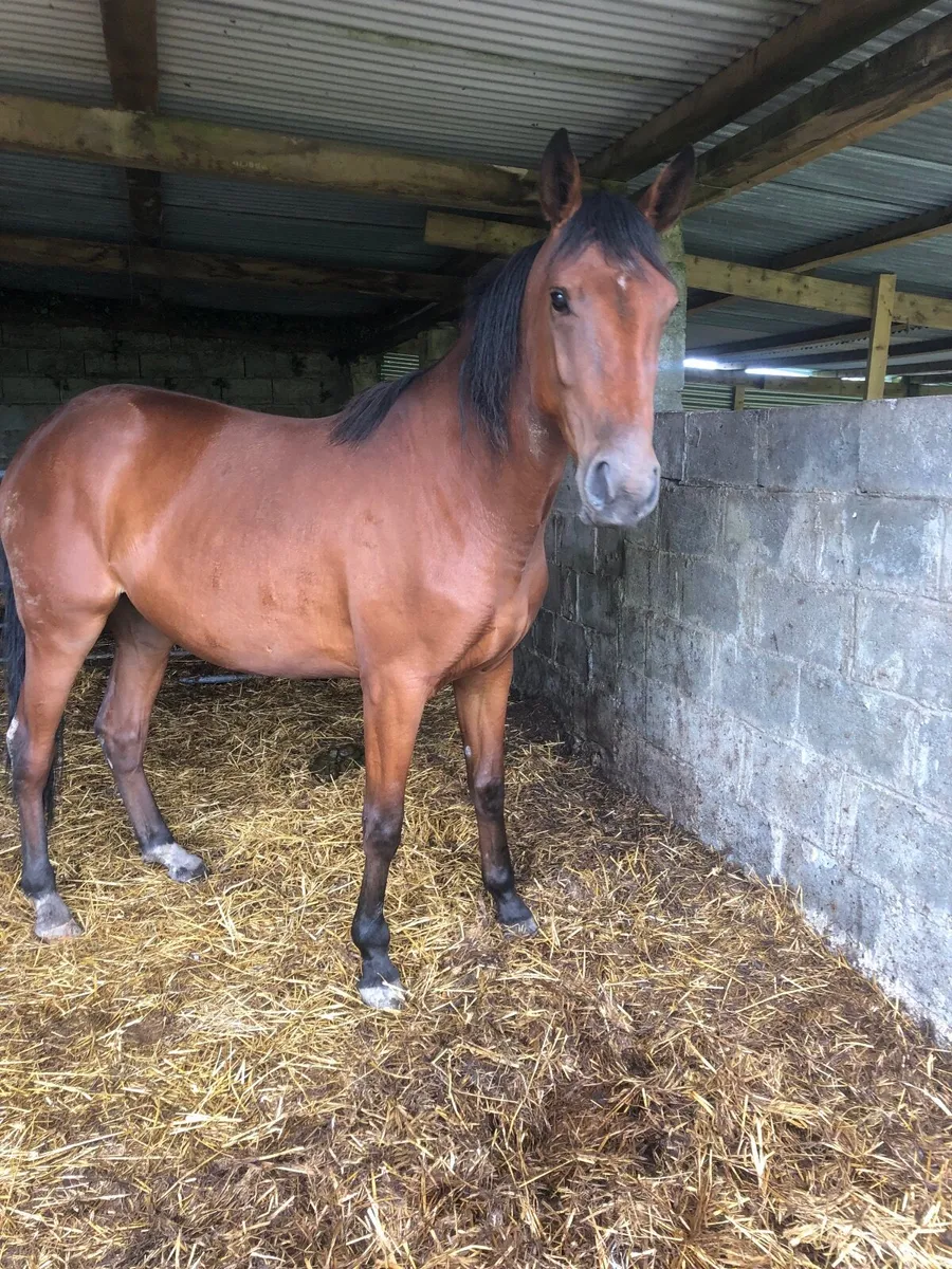 3 year old Filly - Image 2