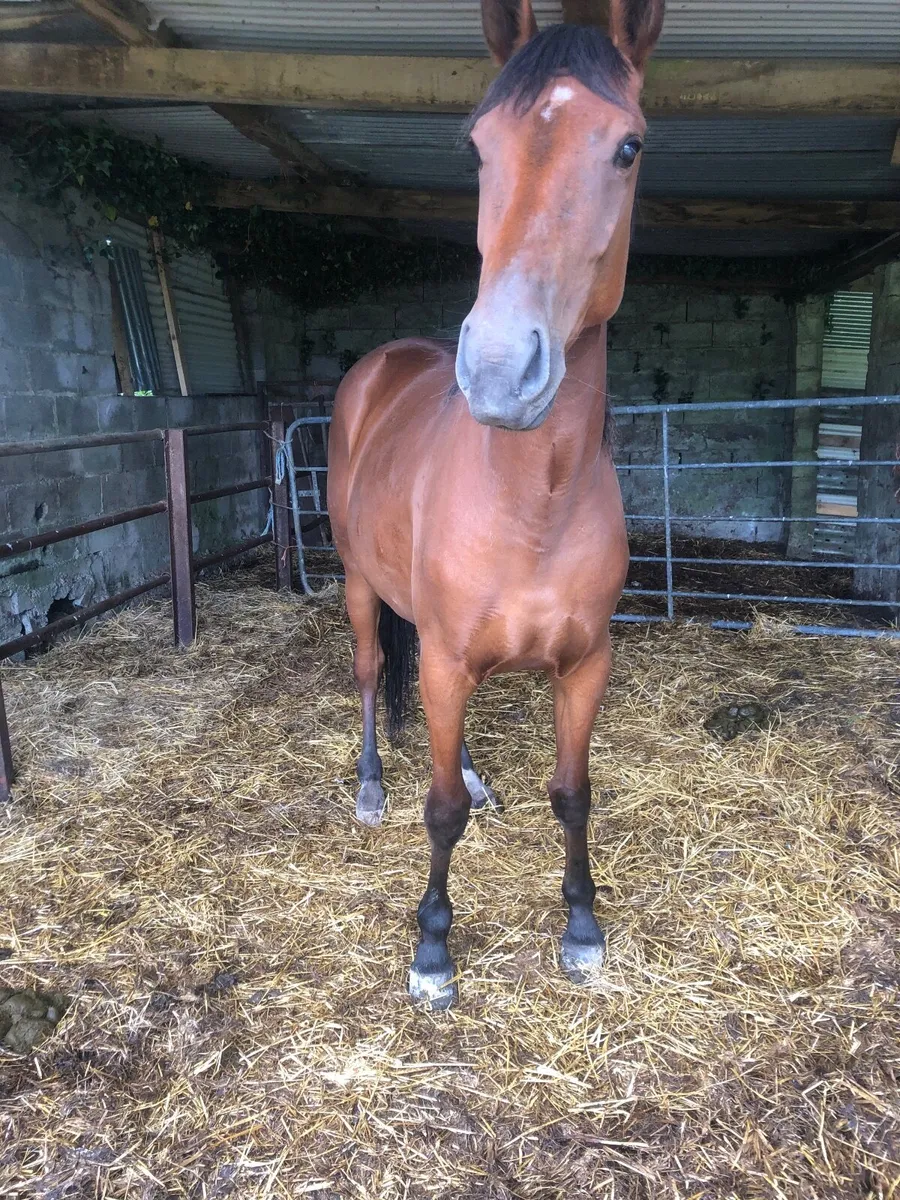 3 year old Filly - Image 3