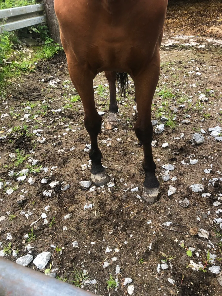 3 year old Filly - Image 4