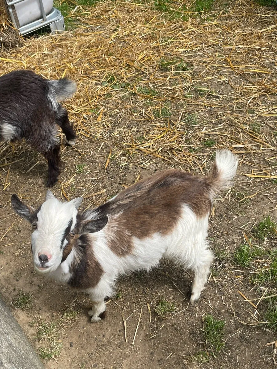 2 male twin goats - Image 2