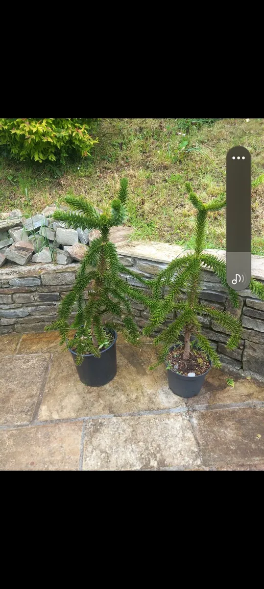 Monkey puzzle tree - Image 2