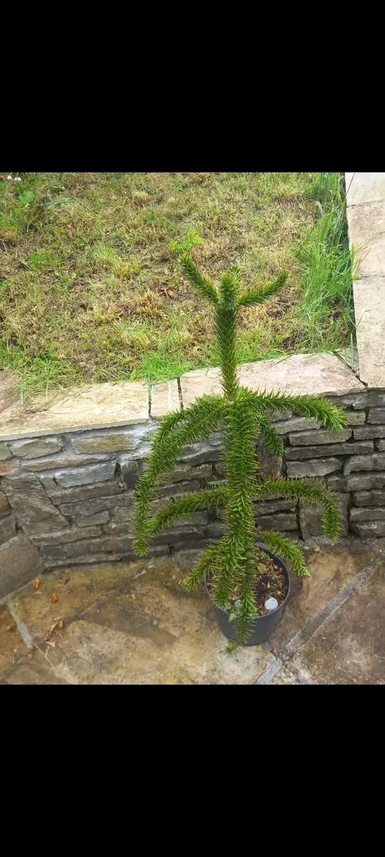 Monkey puzzle tree - Image 3