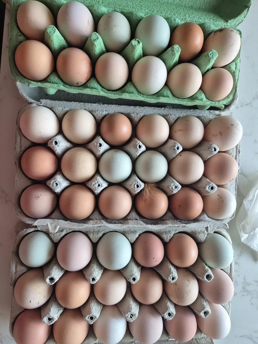 Bunnies & hatching chicken eggs - Image 4