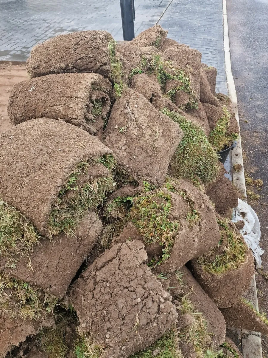 Lawn turf - Image 1
