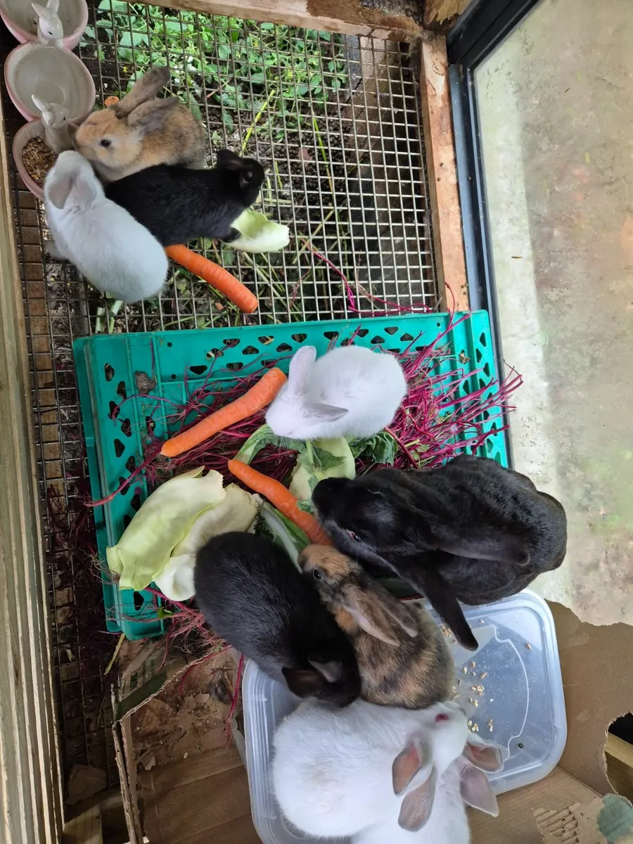 Bunnies & hatching chicken eggs - Image 1