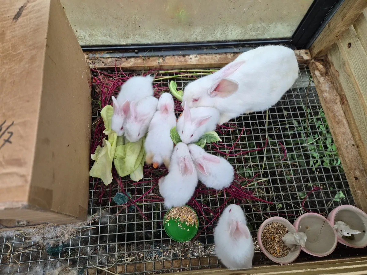 Bunnies & hatching chicken eggs - Image 2