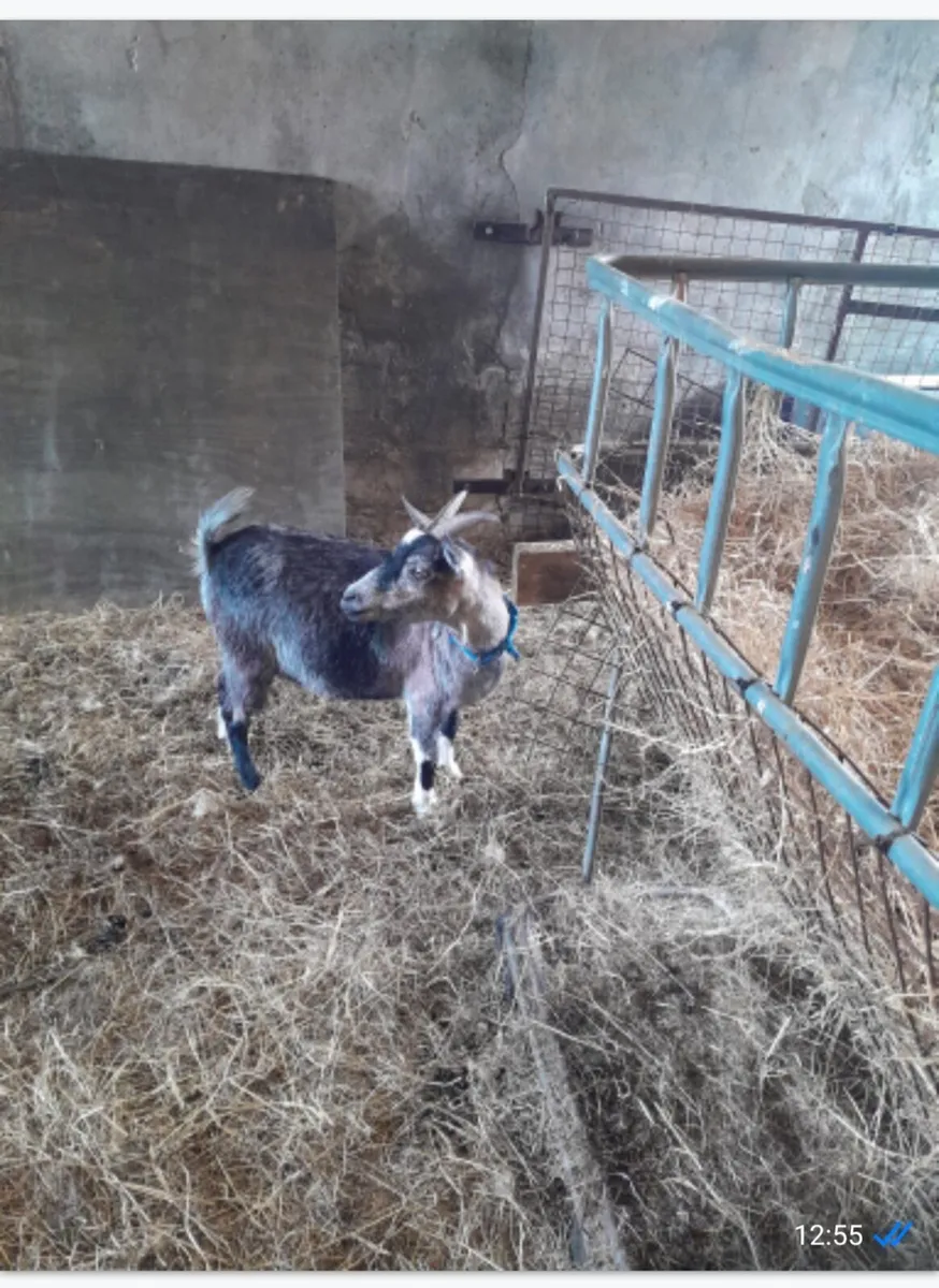 Two female goats - Image 1