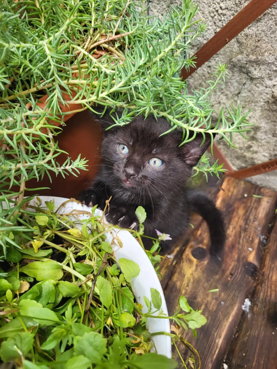 Male kitten - Image 1