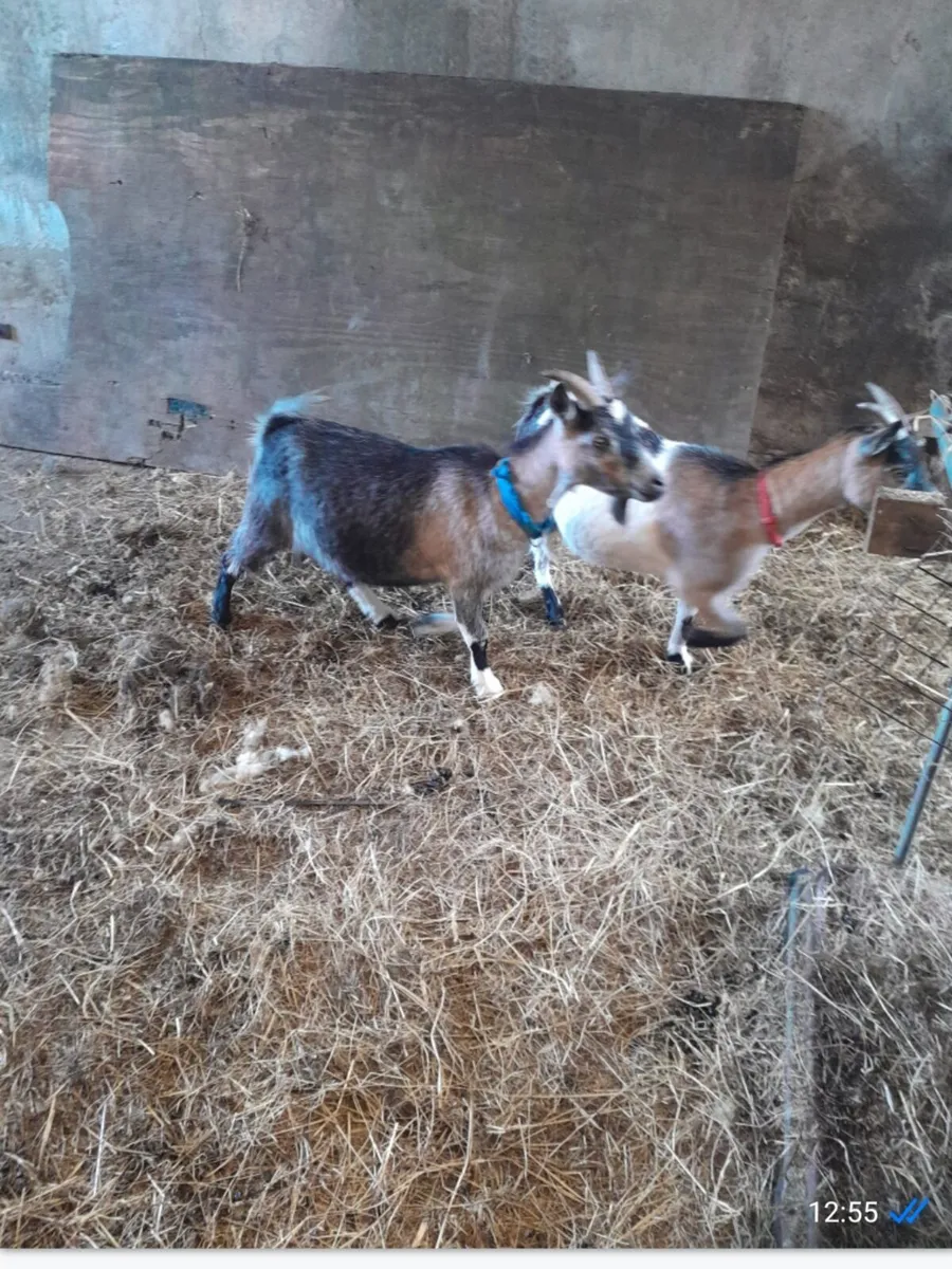Two female goats - Image 2