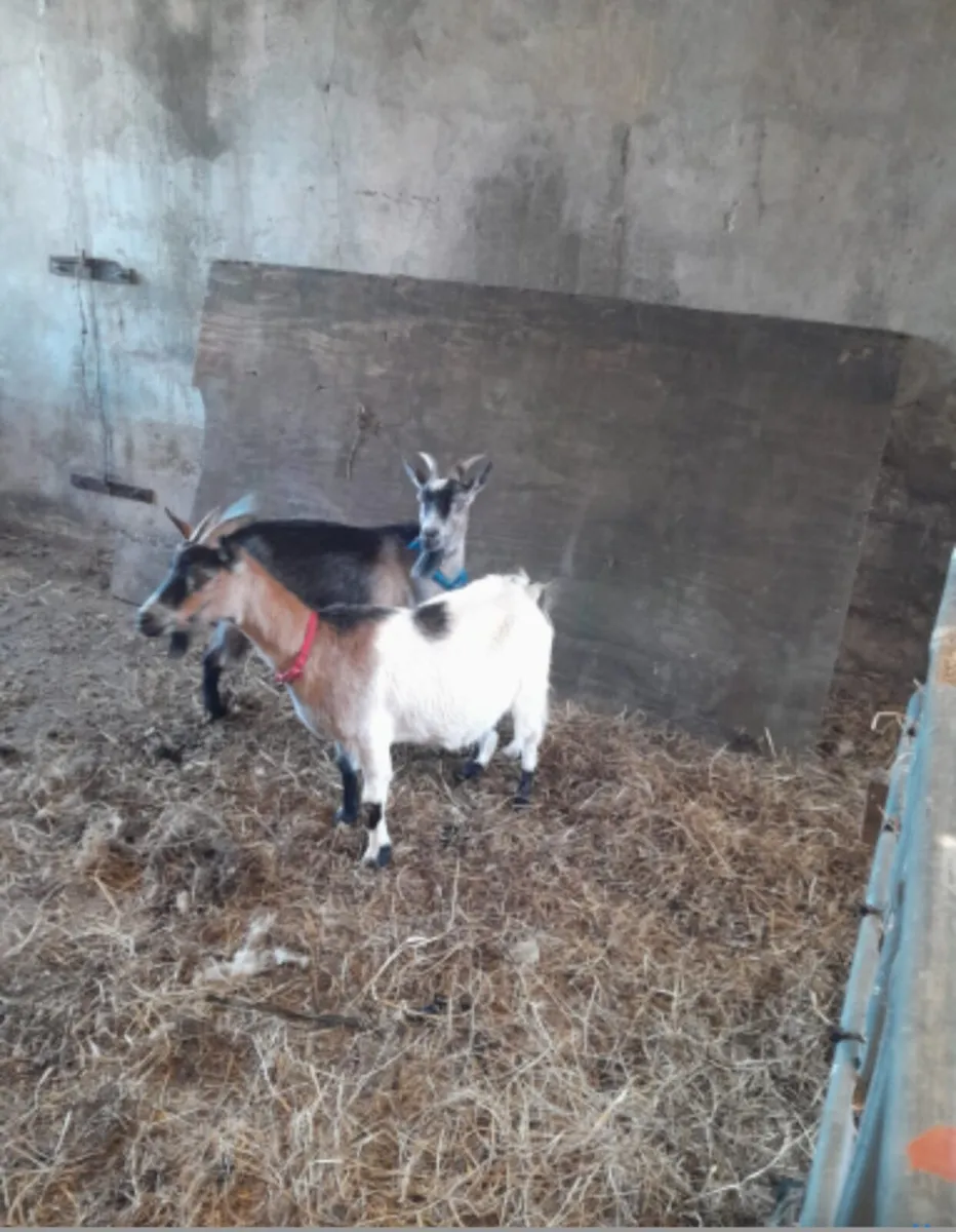 Two female goats - Image 3