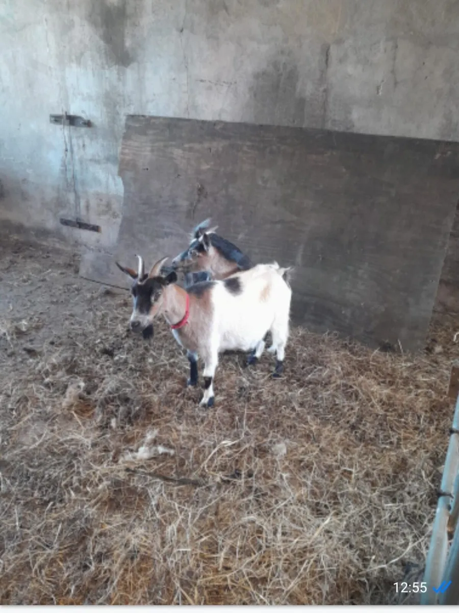 Two female goats - Image 4