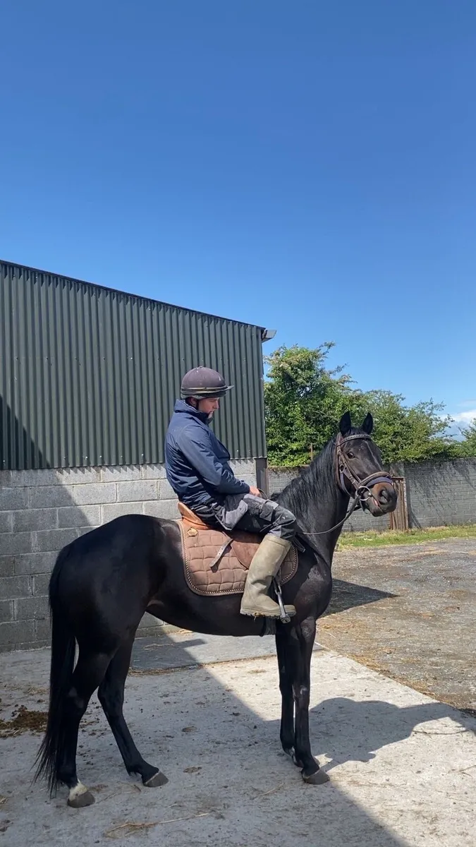 4 year old Mare - Image 1