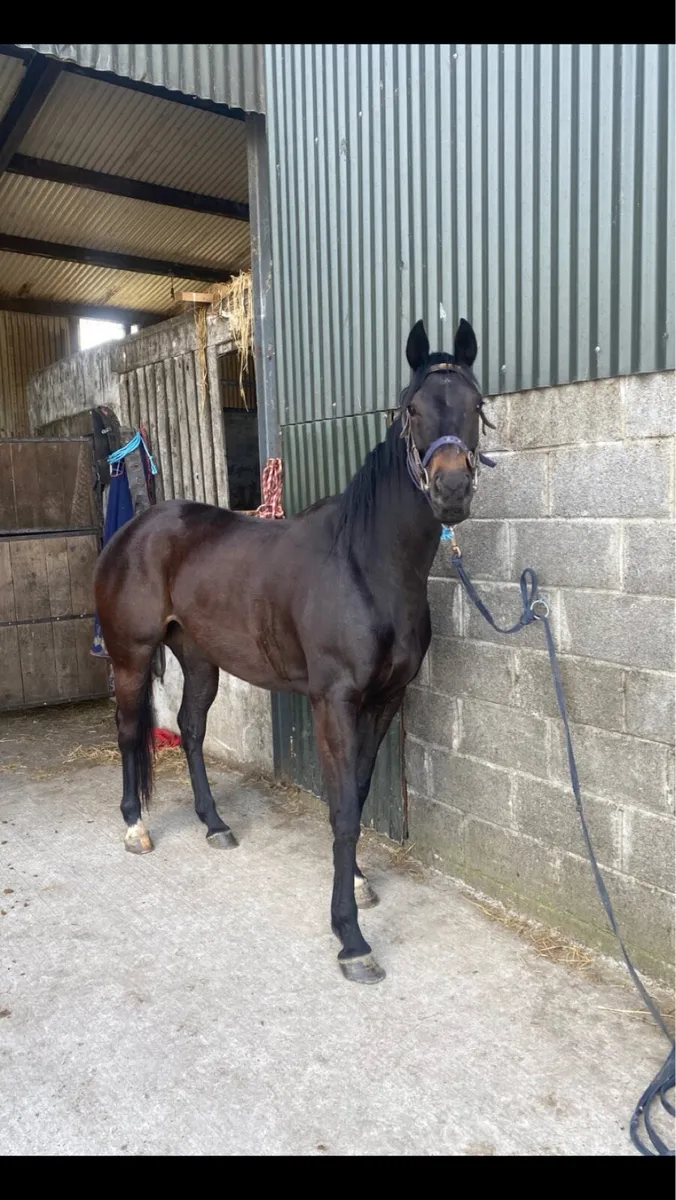 4 year old Mare - Image 2