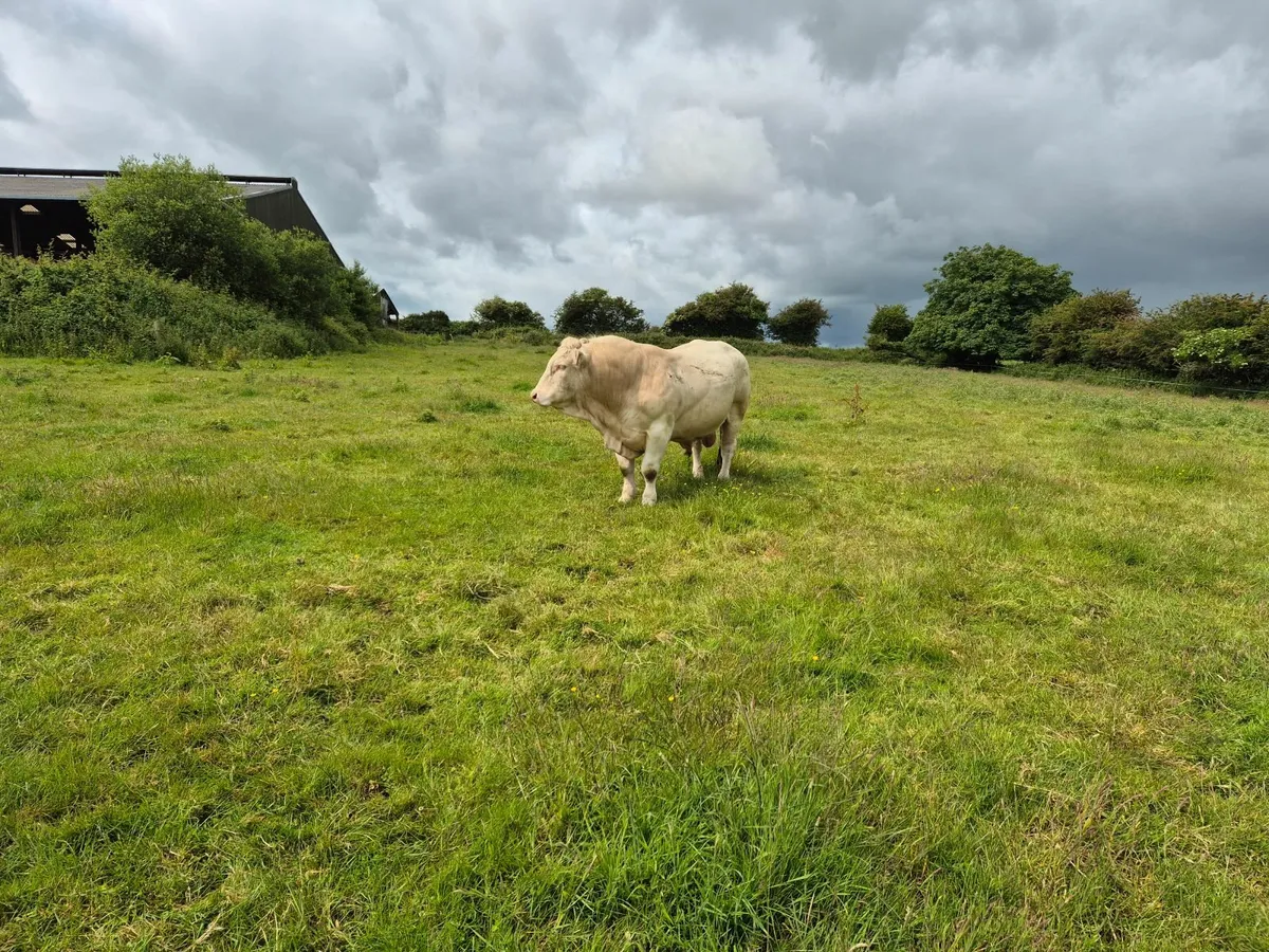 Pedigree Charolais bull - Image 1