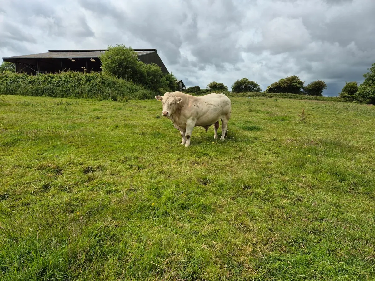 Pedigree Charolais bull - Image 2