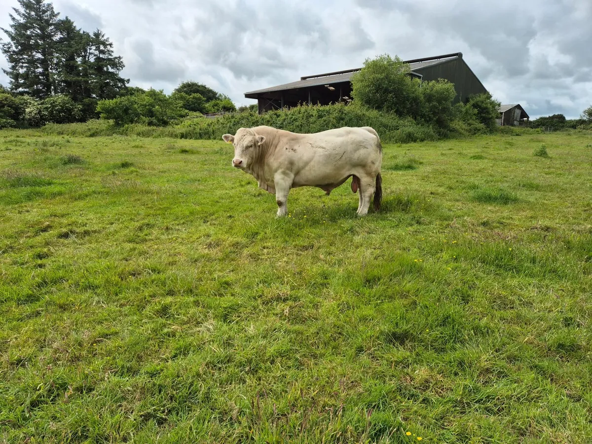 Pedigree Charolais bull - Image 3