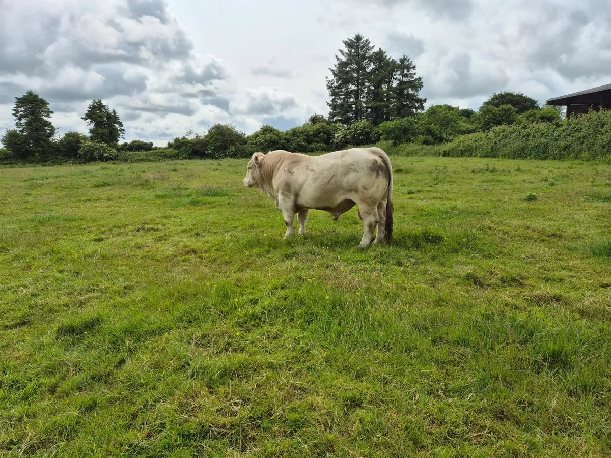 Pedigree Charolais bull - Image 4