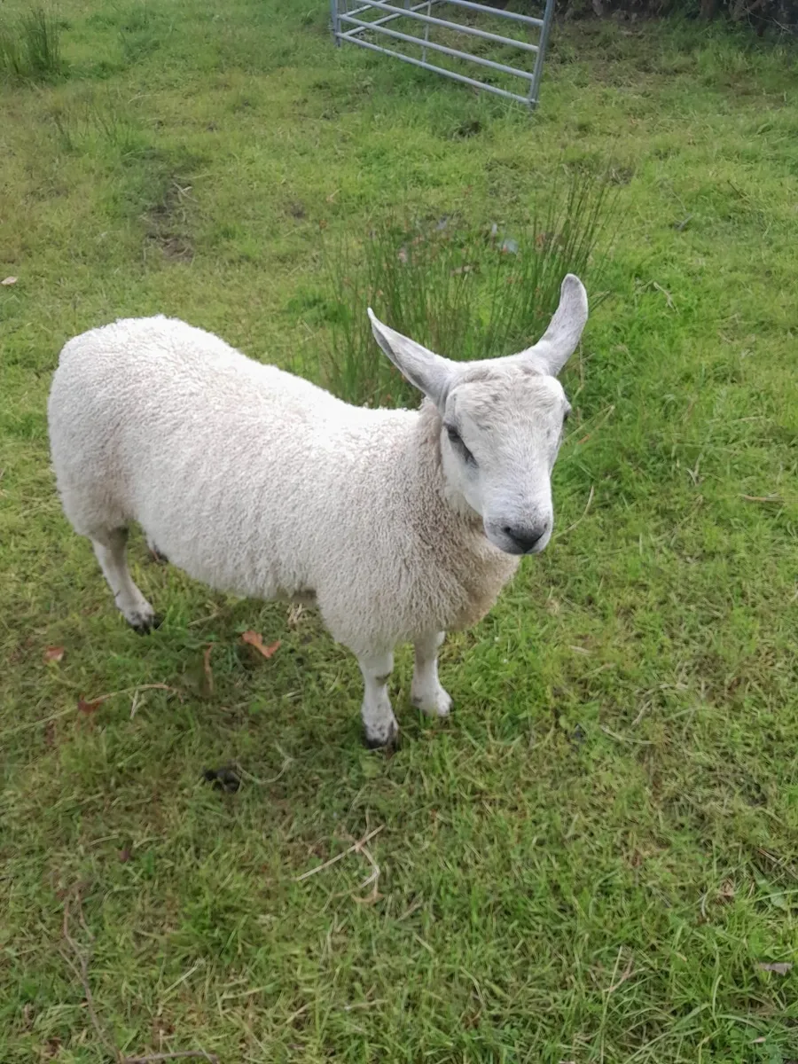 Abberfield ram lamb - Image 1