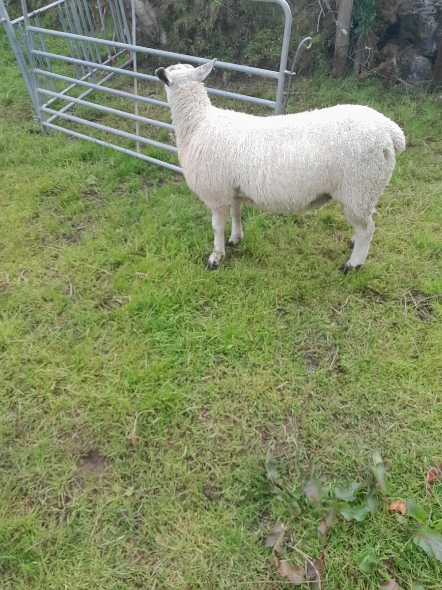 Abberfield ram lamb - Image 2