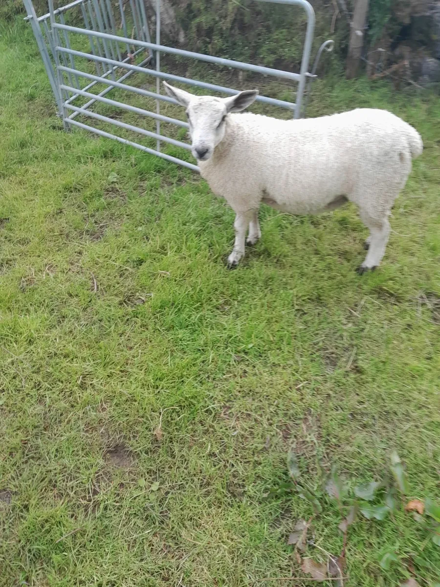 Abberfield ram lamb - Image 3