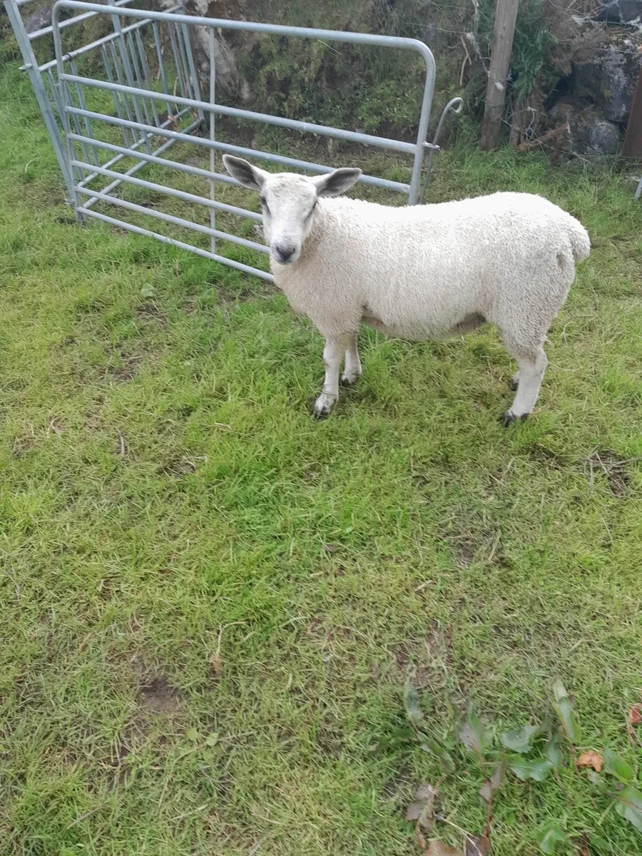 Abberfield ram lamb - Image 4