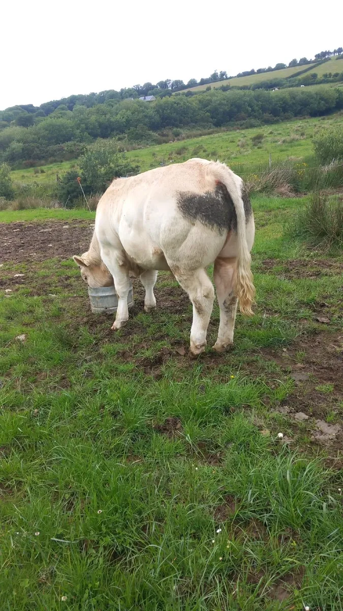 PB CH 5 Star Bull Out of Lapon - Image 1