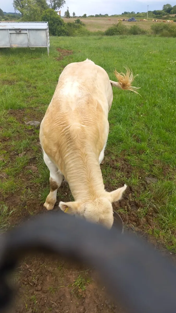 PB CH 5 Star Bull Out of Lapon - Image 2